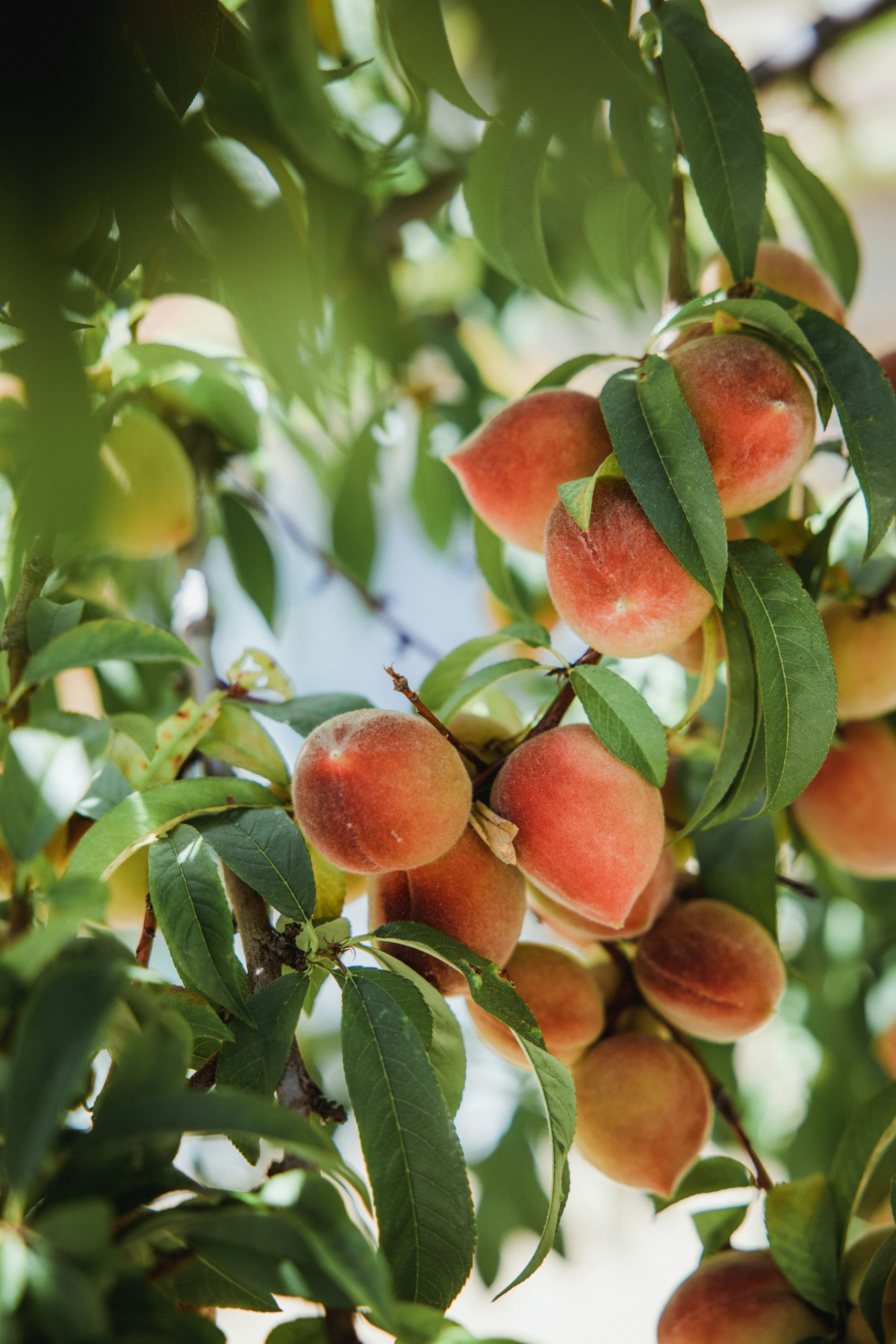 Where do most peach in the world grow?