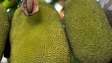 The largest producer of jackfruit
