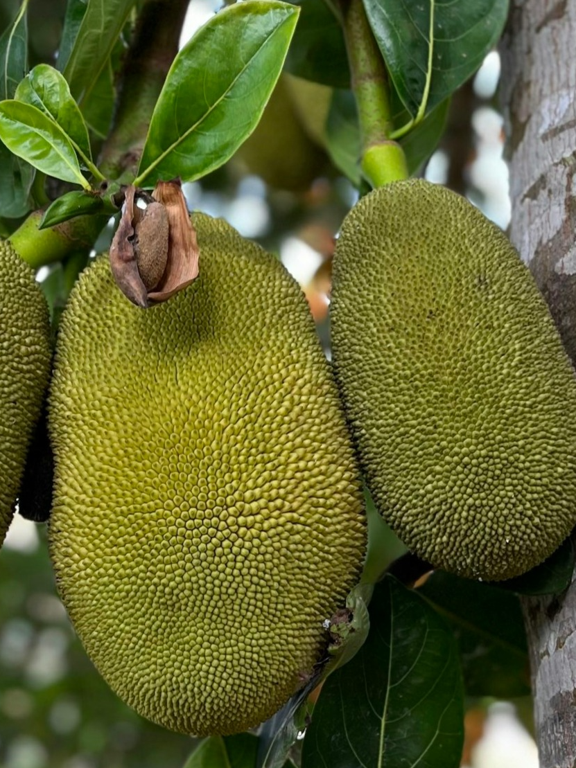 The largest producer of jackfruit