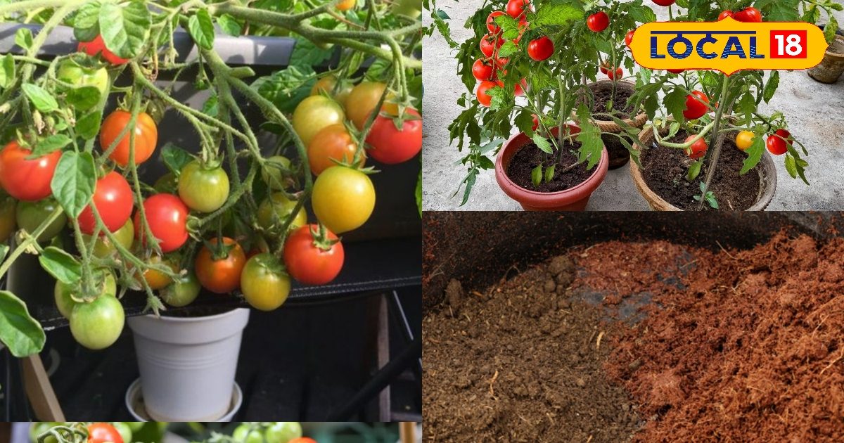When you hear the price of tomatoes, the senses fly? Cultivate fresh and juicy tomatoes at home, health also fits