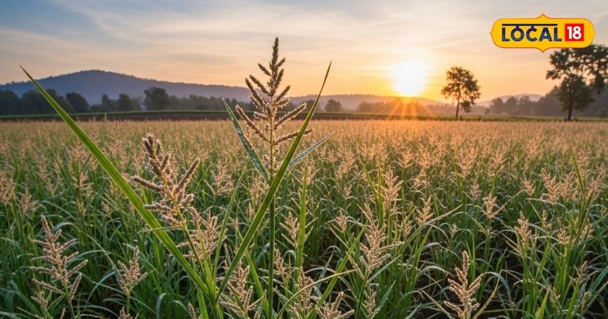 ‘Motha’ weeds destruction in the fields! Follow these powerful measures and save immediately loss