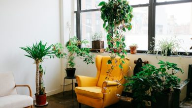 8 plants for office table