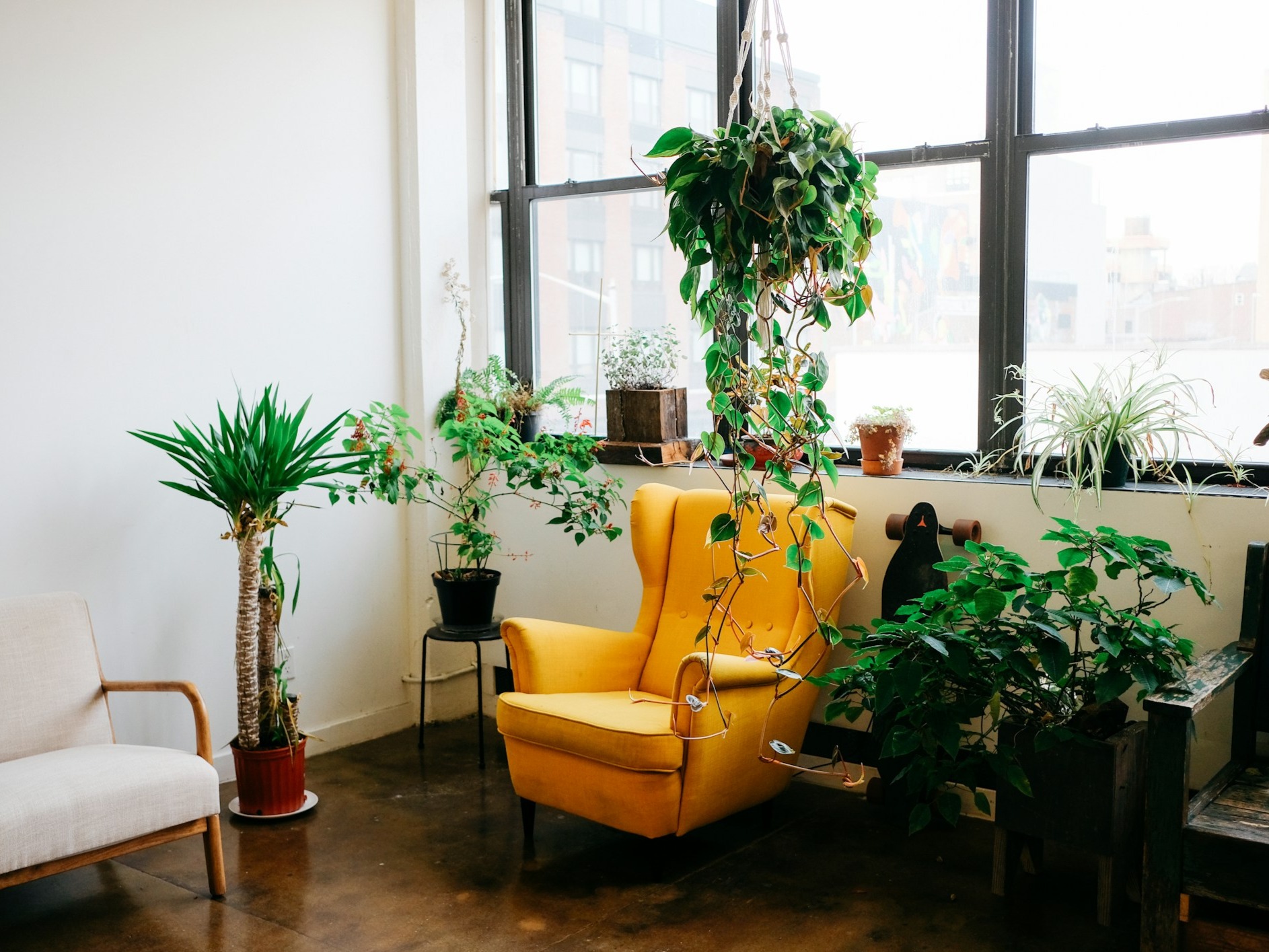 8 plants for office table