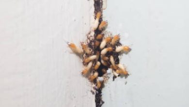 Dinosaur -partner is termites
