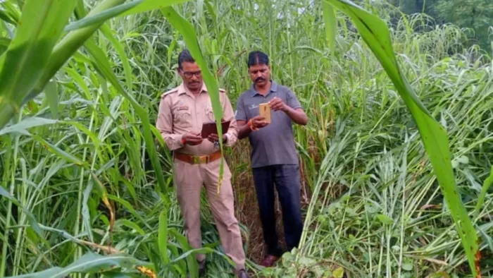 Pilibhit News: After a few days of silence, the Tiger hit Pilibhit, hunting the cow dynasty -Tiger teror in Pilibhit Mathna Japati residents fear the revival of attacks