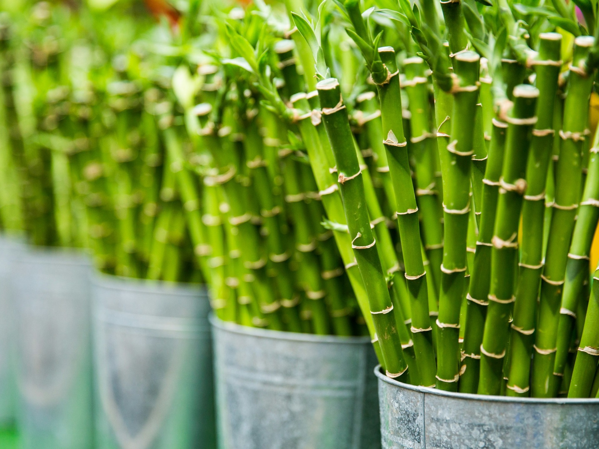 How to cultivate at home bamboo