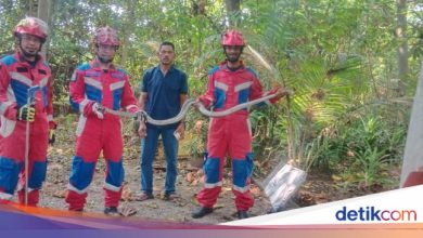 Want to examine the pit, the people of the thousand islands were surprised to have a 3.5 meter snake nongol