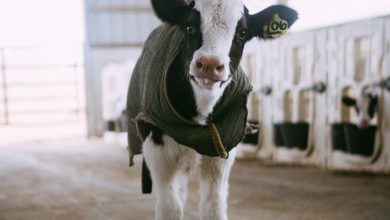 Most milk production occurs here in India