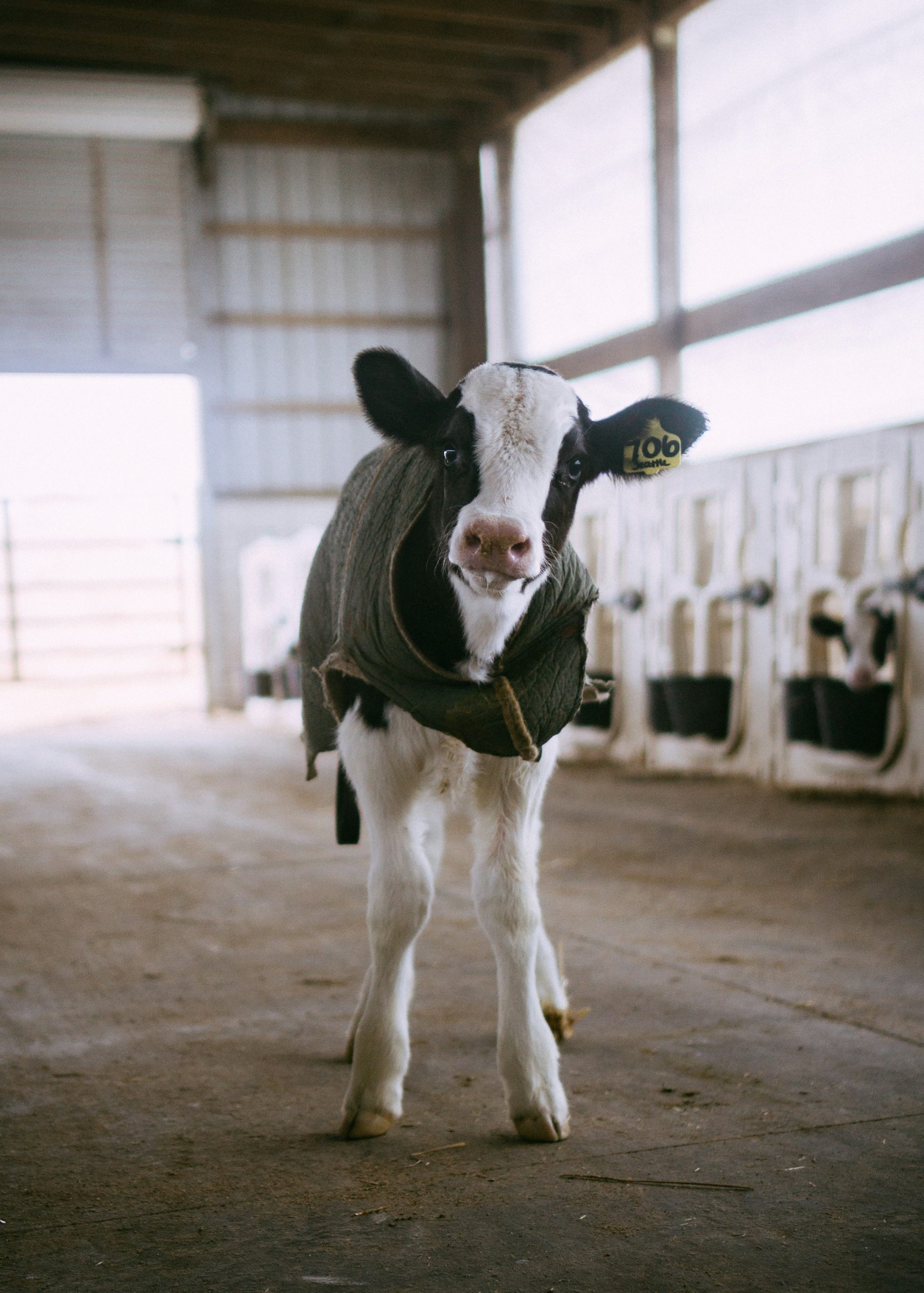 Most milk production occurs here in India