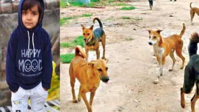 Pet dogs took life on a four -month -old girl who played in society
