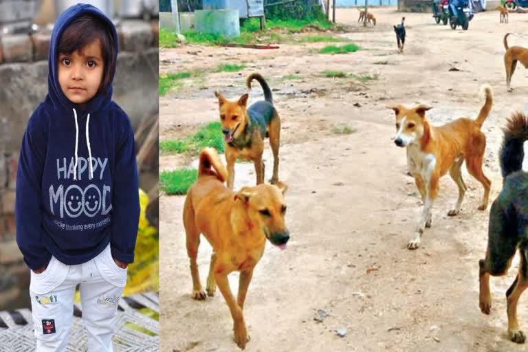 Pet dogs took life on a four -month -old girl who played in society