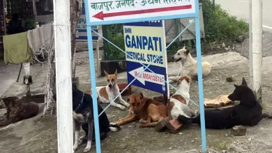 Terror of stray dogs in this city Uttarakhand, attacks on visitors; Come to Your Salvation! – Stray Dog Terror in Bajpur