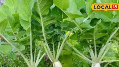 Radishes cultivation in rain: early prepared vegetables, increased profits in short time
