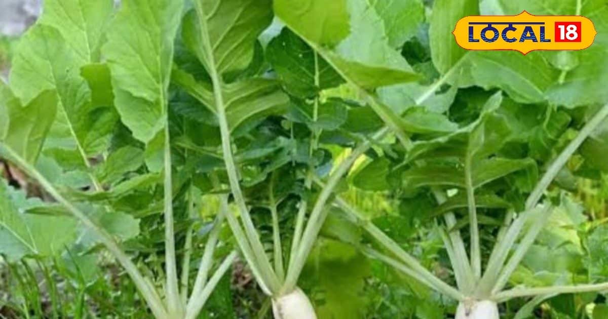 Radishes cultivation in rain: early prepared vegetables, increased profits in short time