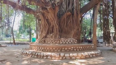 Here is the 300 -year -old incredible Banyan tree, spread over three and a half hectares …