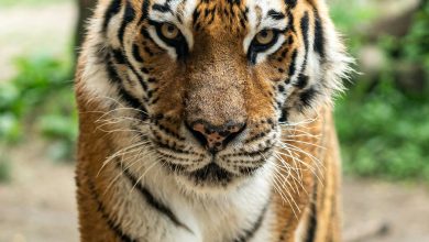 These species of tigers are in danger