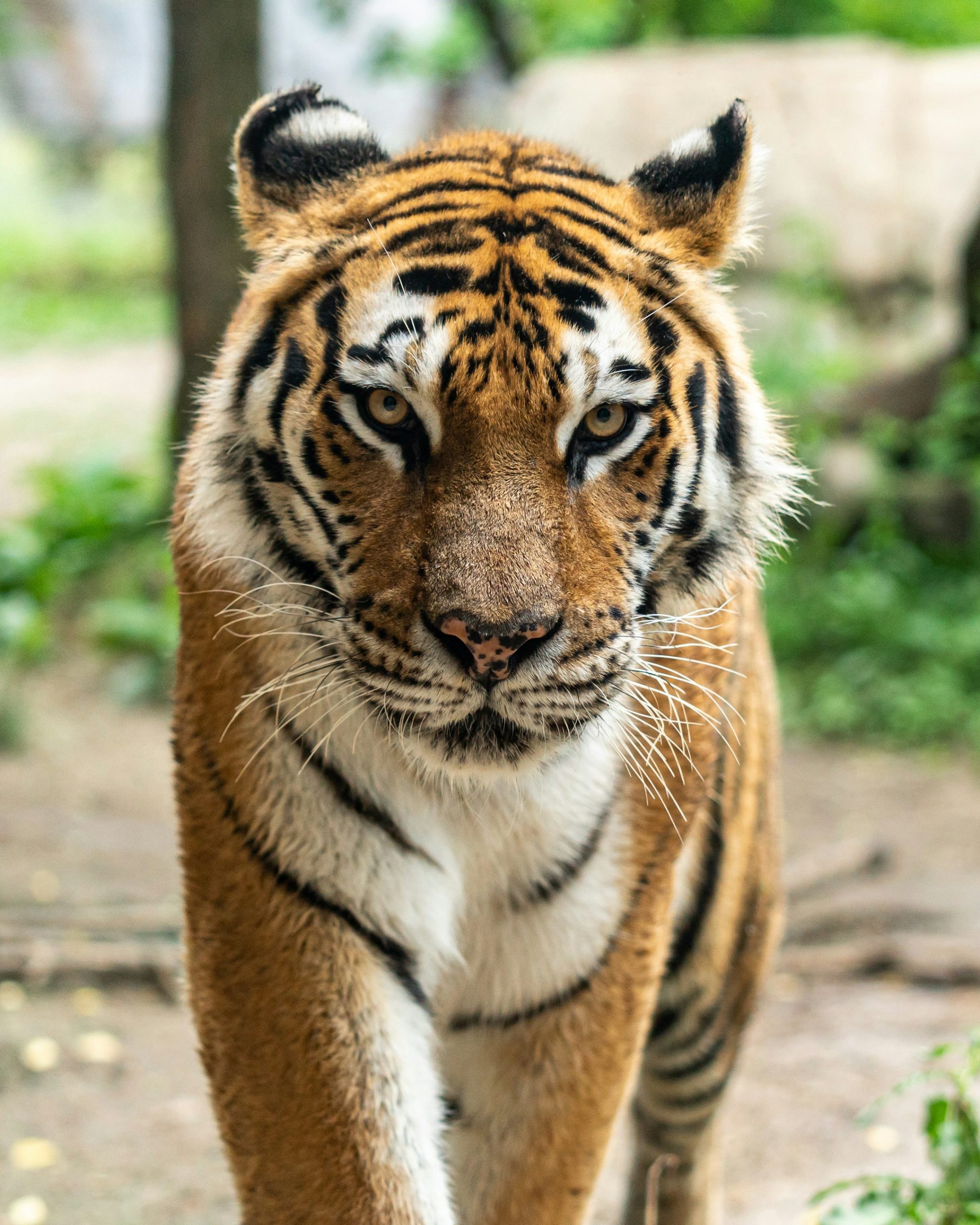 These species of tigers are in danger