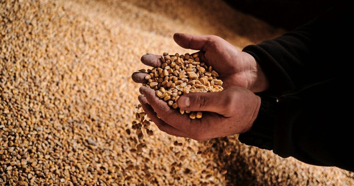 From gold fluctuations to an arrow boom. These assets are under the microscope of the markets this week