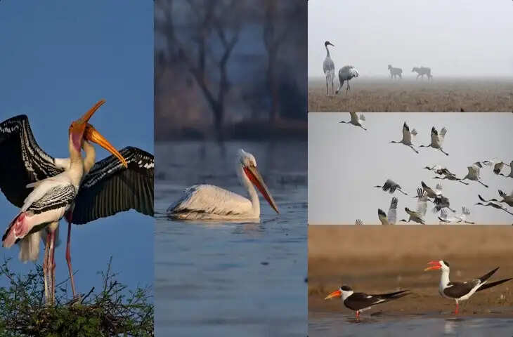 Jawai Dam has become a paradise of thousands of migratory birds! Guests from Siberia to Mongolia arrive every year, see the view in the video