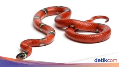 The residents of the snake attack asked the government to give the government immediately