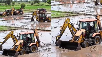 No fruits and vegetables, snake cultivation is seen in the field! JCB Machine Cut ‘Crop’, where does this video come from?