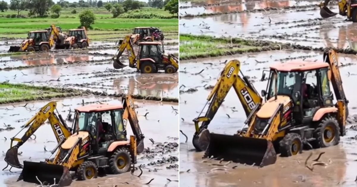 No fruits and vegetables, snake cultivation is seen in the field! JCB Machine Cut ‘Crop’, where does this video come from?
