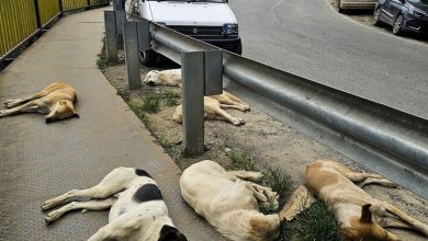 Shimla Stray Dogs: 2500 people cut over 20 months … How many stray dogs in Shimla, now Sukhu Sarkar made a plan?