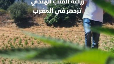 زراعة القنب الهندي تزدهر في المغرب بعد التقنين. _ 5 آلاف مزارع مرخّص لزراعة القنب الهندي هذا…