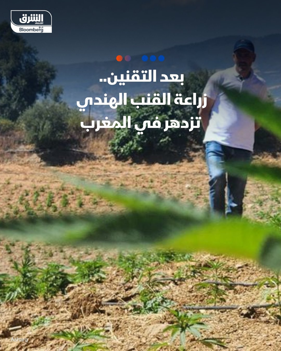 زراعة القنب الهندي تزدهر في المغرب بعد التقنين. _ 5 آلاف مزارع مرخّص لزراعة القنب الهندي هذا…