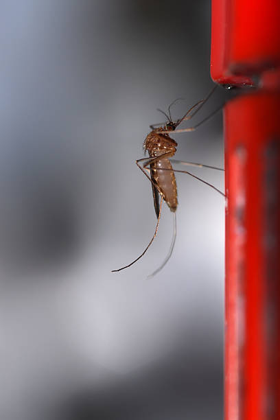 Why bloody organisms are needed for the earth?