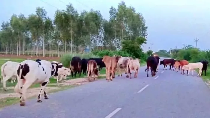 Gaushalas will become the new source of rural industry, the emphasis on cow protection -panchagavya products and biogas production -Lucknow News Goshalas becomes a source of income and rural industry.