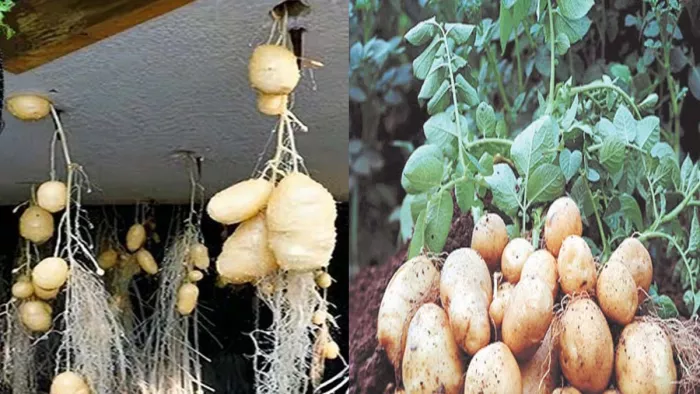 Bihar: Now potatoes will grow in the air, no disease will be found … New experiment starting in Nalanda, Bihar, will increase by 30 with new technology – Hindi News: Bihar Agriculture University (Bau) Bhagalpur Bhagalpur subsidy Udyan College Nalnda wil