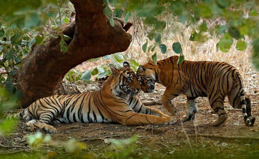 Do you know when and how Ranthambore Tiger Reserve? In this viral documentary is the entire history of this country of Tigers