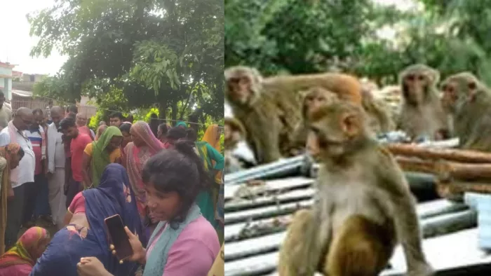 Bihar News: Ape -attack on the old man giving cattle livestock, death to take to hospital, the first case of area – Bihar News An old man who feeds cattle was attacked by a Herod of monkeys he died when he was taken to the hospital