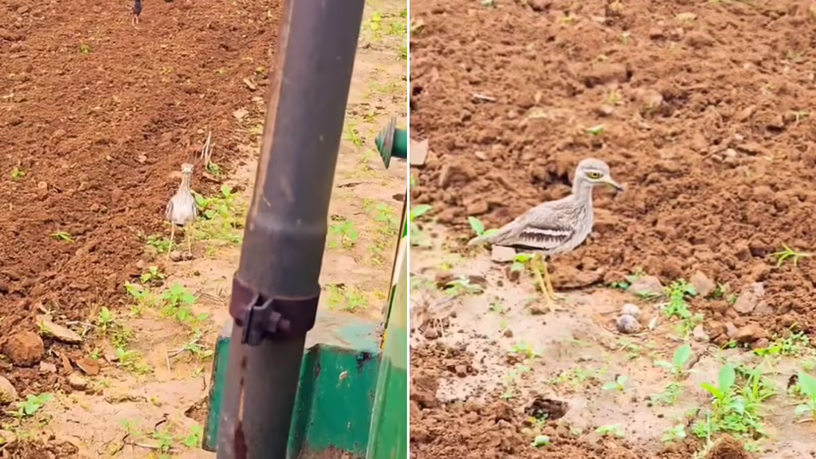 People or birds are mother! To escape the eggs, the bird standing in front of the tractor will be filled the video