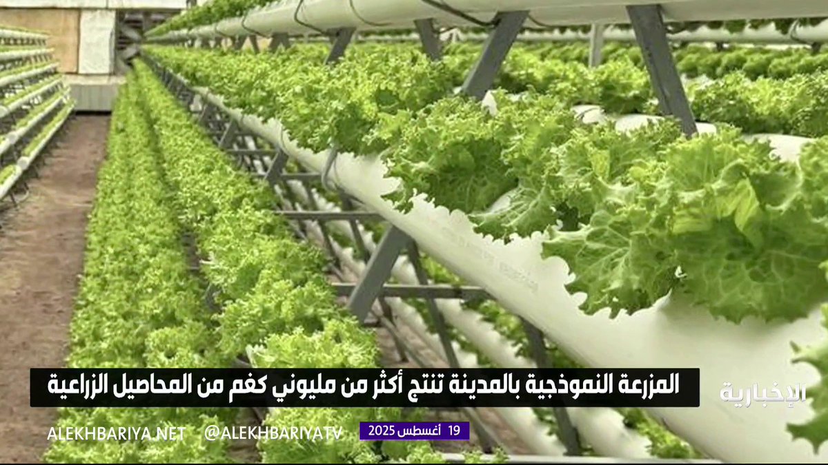 المزرعة النموذجية بالمدينة تنتج أكثر من مليوني كغم من المحاصيل الزراعية #الإخبارية