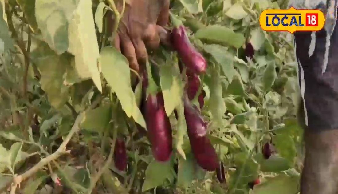 The salary of the rise of Chapra was Rs 35,000, now happy in this Brinjal cultivation