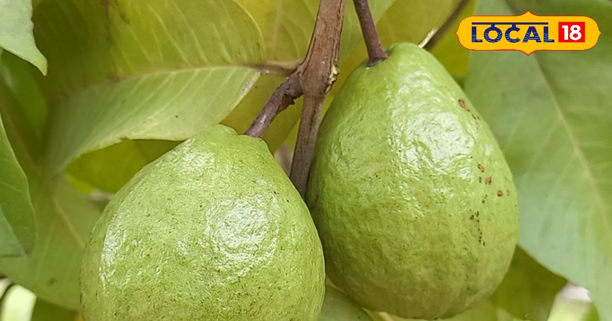 Tips for Farming: Farmer used long guava in an organic way, wonderful to eat and eat