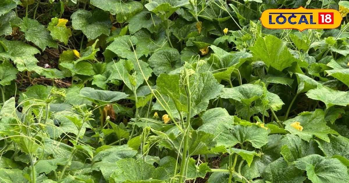 Kaddu Call Ki recipe: Instead of shrinking nose and mouths, children will eat this recipe from the pumpkin bell magic