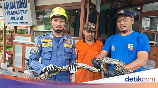 2 meters pythons appear in the bathroom, Bogor residents call Damkar