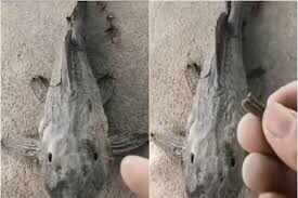 Such a unique fish in the world that can stay out of water for 30 hours, after death it comes alive