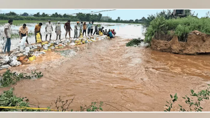 Crops plunged in 188 towns of Haryana due to heavy rain will be open to farmers to this day – due to heavy rain is crops underwater