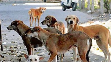 Supreme Court gives great relief from stray dogs, pet lover Ambika Shukla openly welcomed the decision