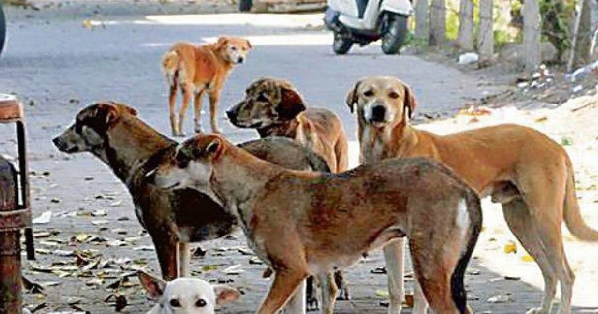 Supreme Court gives great relief from stray dogs, pet lover Ambika Shukla openly welcomed the decision