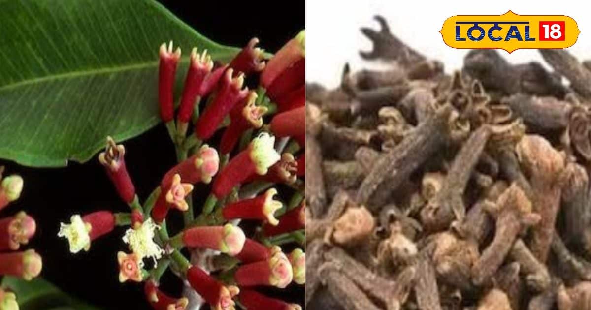 To increase food, come taste or cough coming. Navel is a health of health