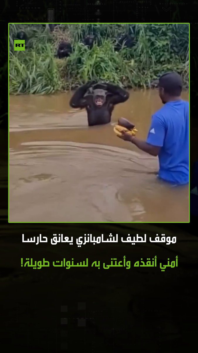 في لحظة مؤثرة.. فيديو يوثق رد فعل قرد من فصيله الشمبانزي أثناء لقائه الحارس الذي أنقذه واعتنى…