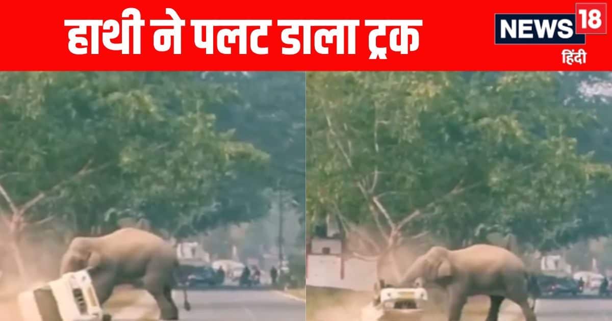 Jungle News: Evil Elephant overturned a mini truck, a big and deep message with people!
