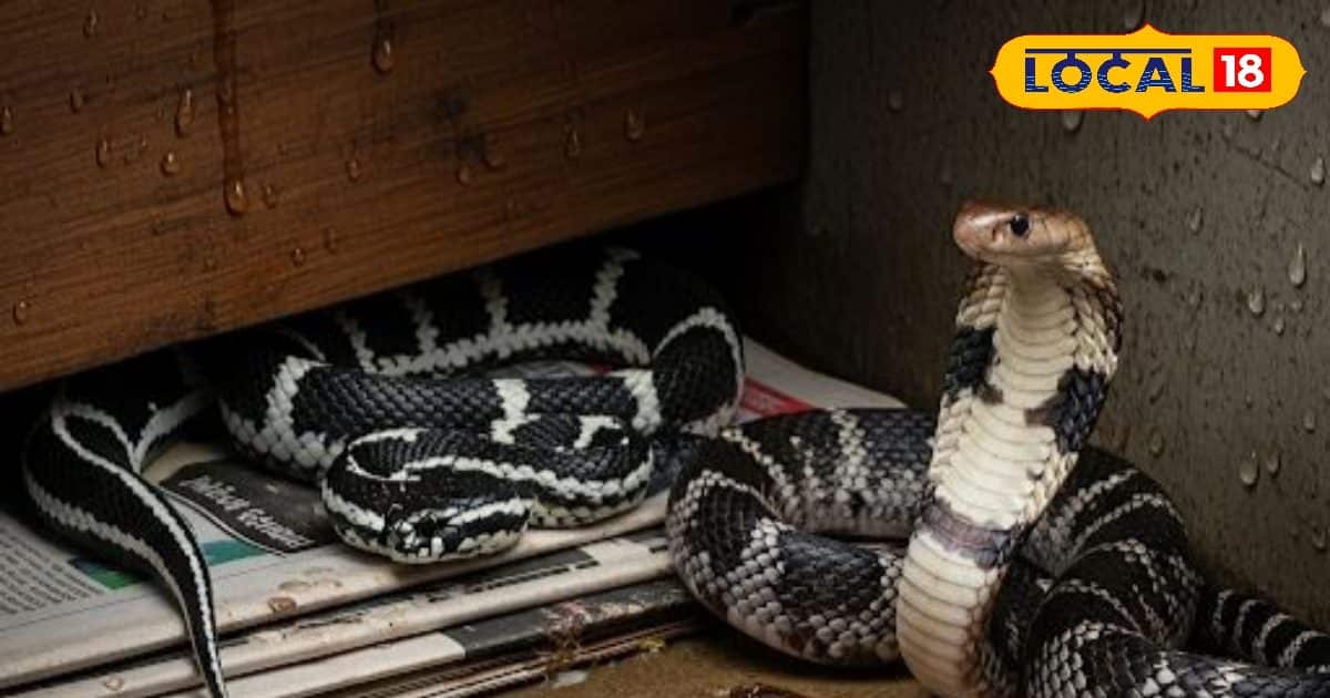 Rainy season and fear of snakes, know what the top 5 poisonous snakes and specialty are