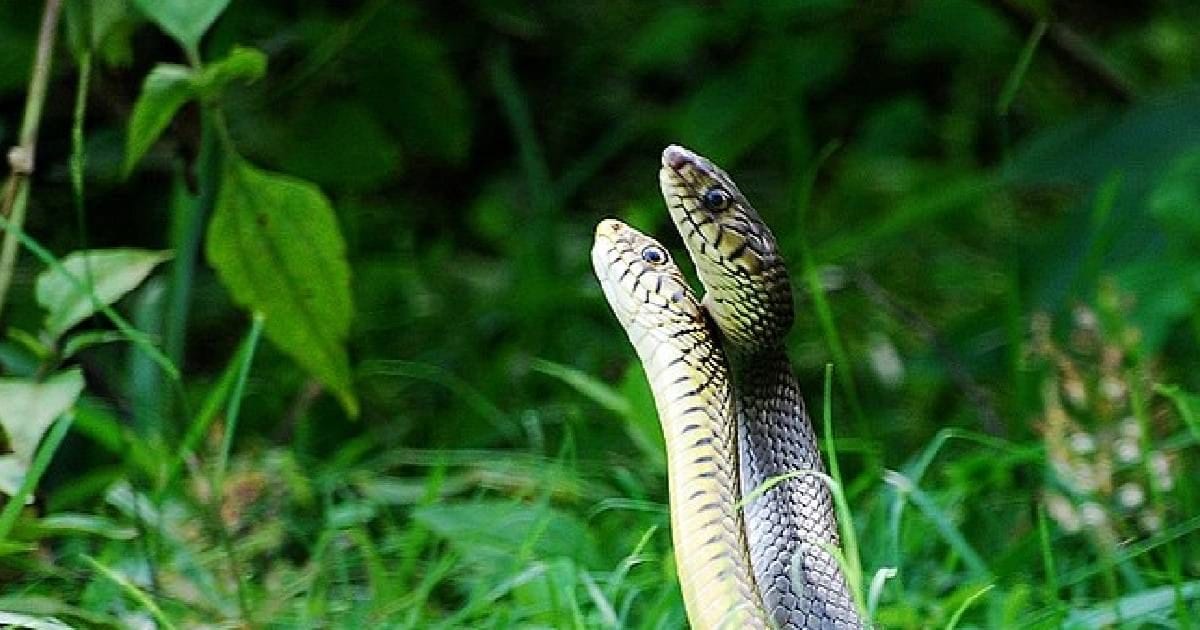 Honeymoon growing in snakes has opened 15 -year -old study secret, read the whole thing