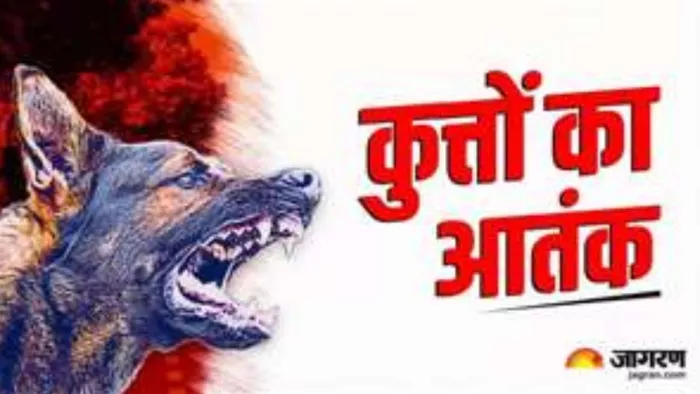 Bareilly News: Dogs -attack on a child returning from school removes meat from his feet; Will have to have surgery – Bareilly City News Stray Dog Attack Dracures Schoolboy